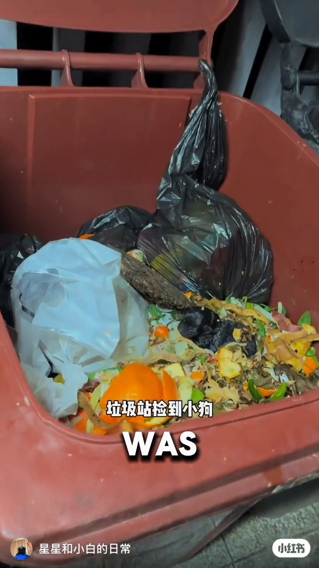 A tiny black puppy is nestled amongst trash in a garbage bin.