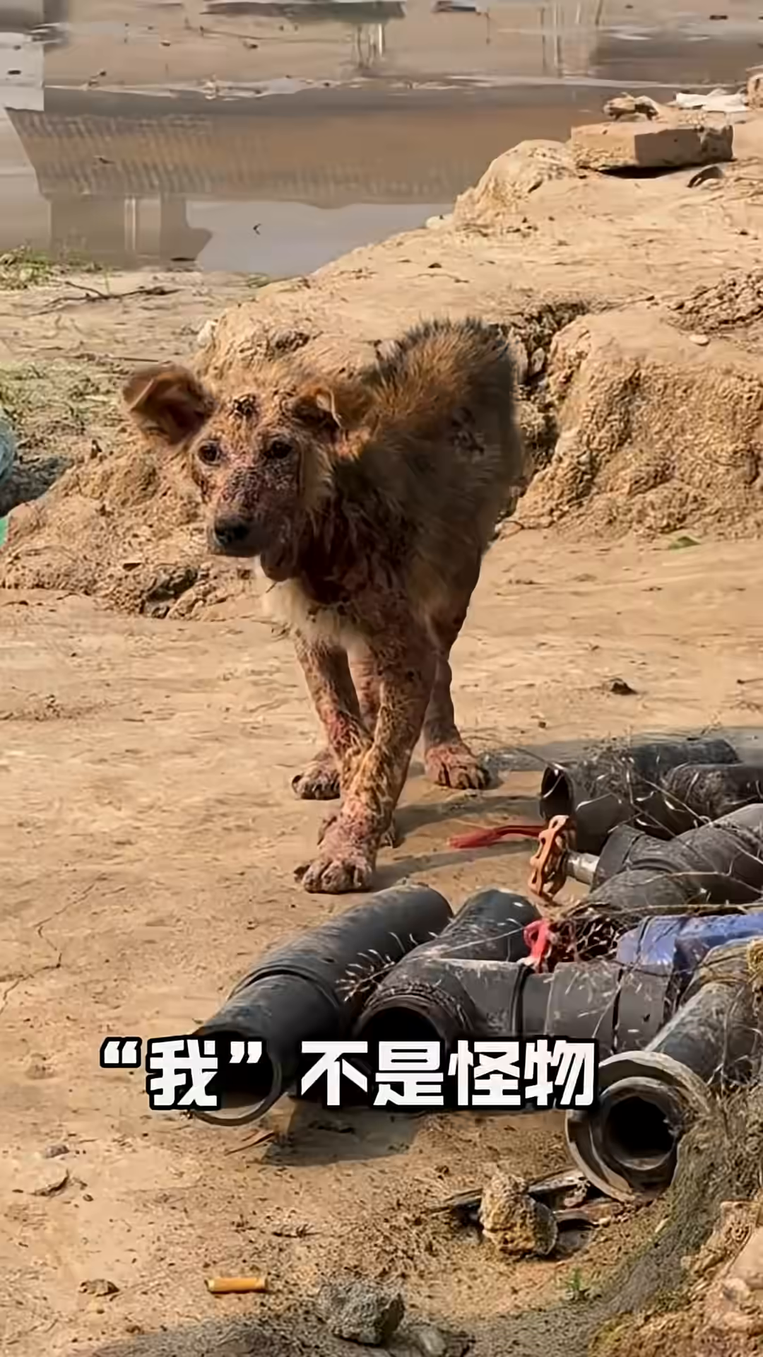 A severely ill dog with skin lesions stands in a desolate area.