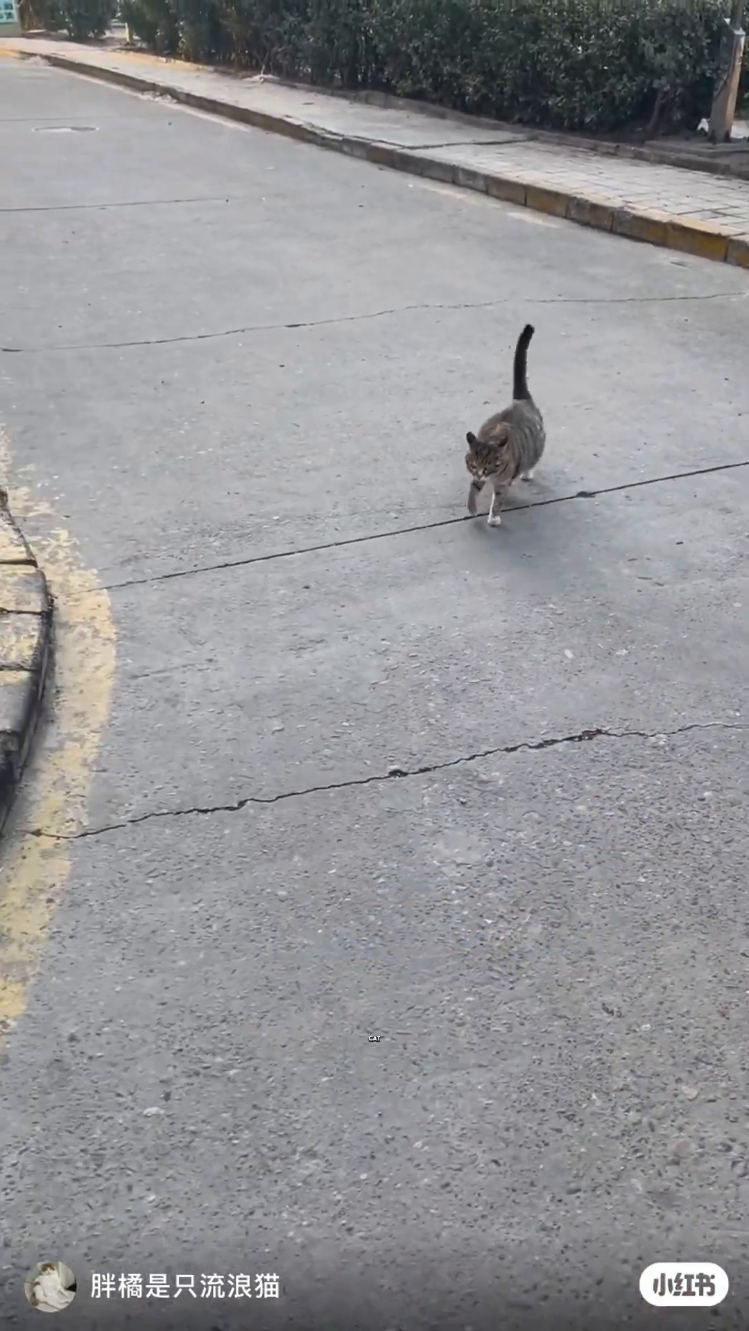A tabby cat walks on a paved road, looking back.