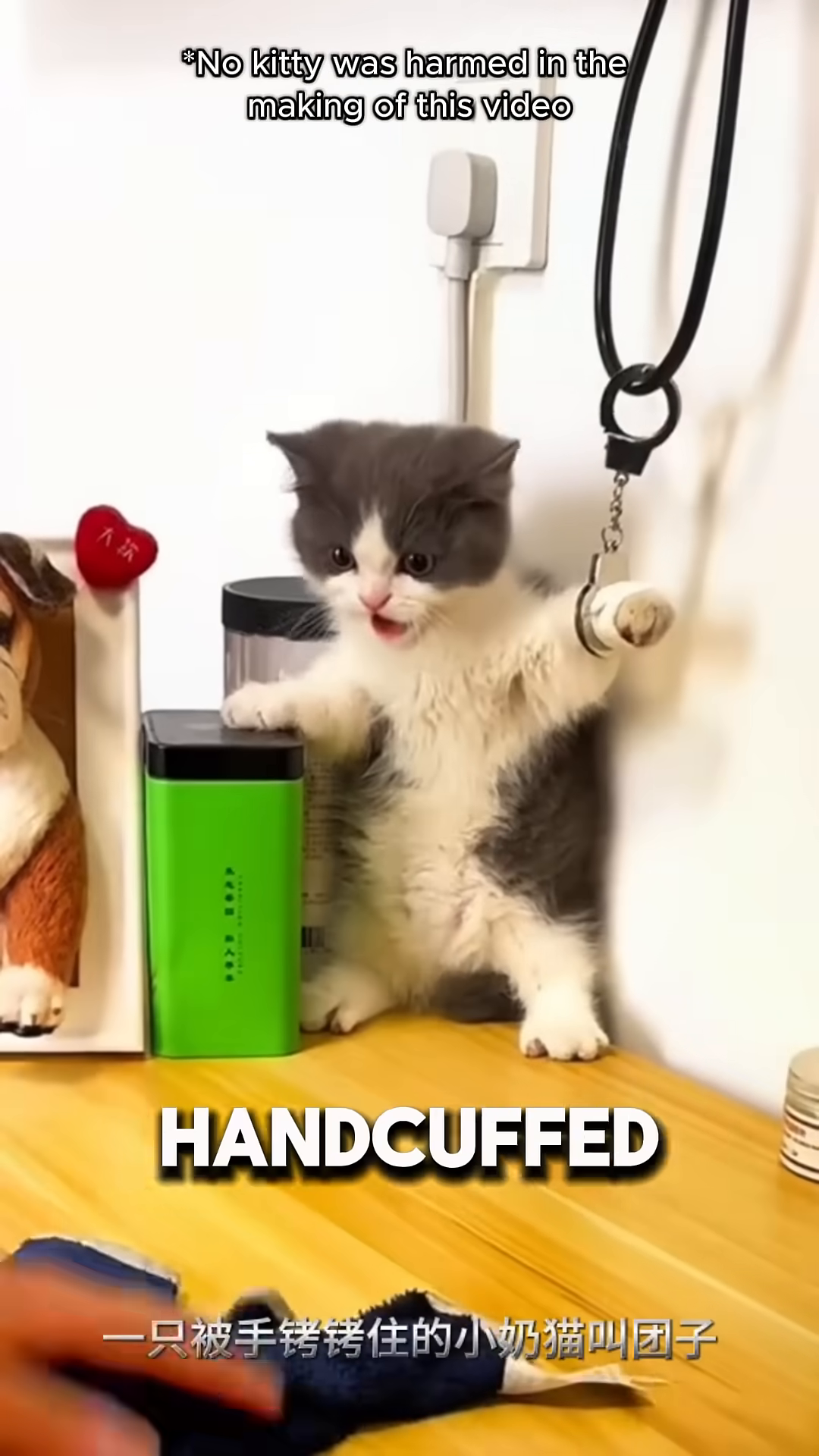 A fluffy grey and white kitten with small, toy handcuffs on its paws, looking alert.