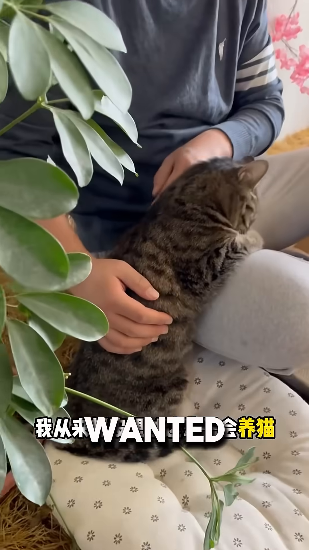 A man gently petting a tabby cat on his lap.
