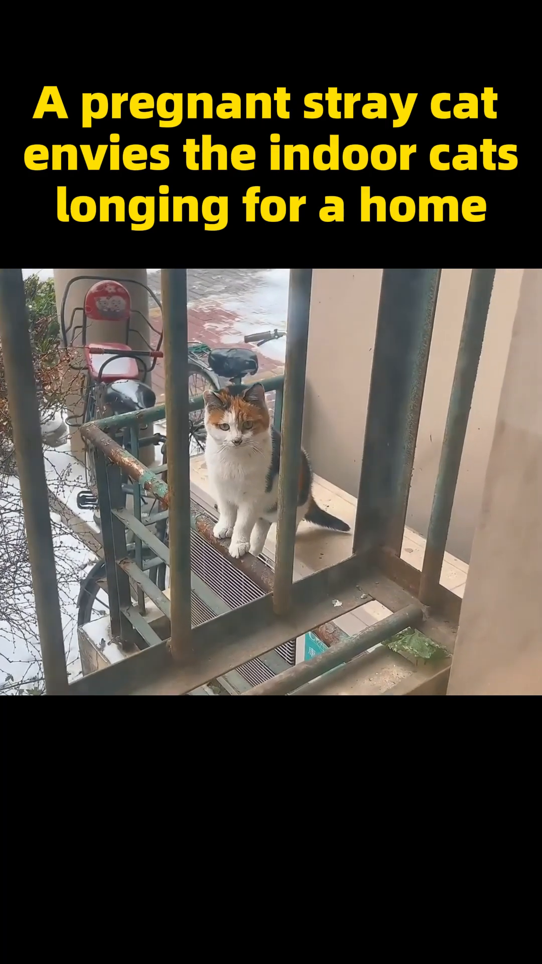 A calico cat with a visibly pregnant belly sits on a cold, rusty metal staircase, looking towards a window.
