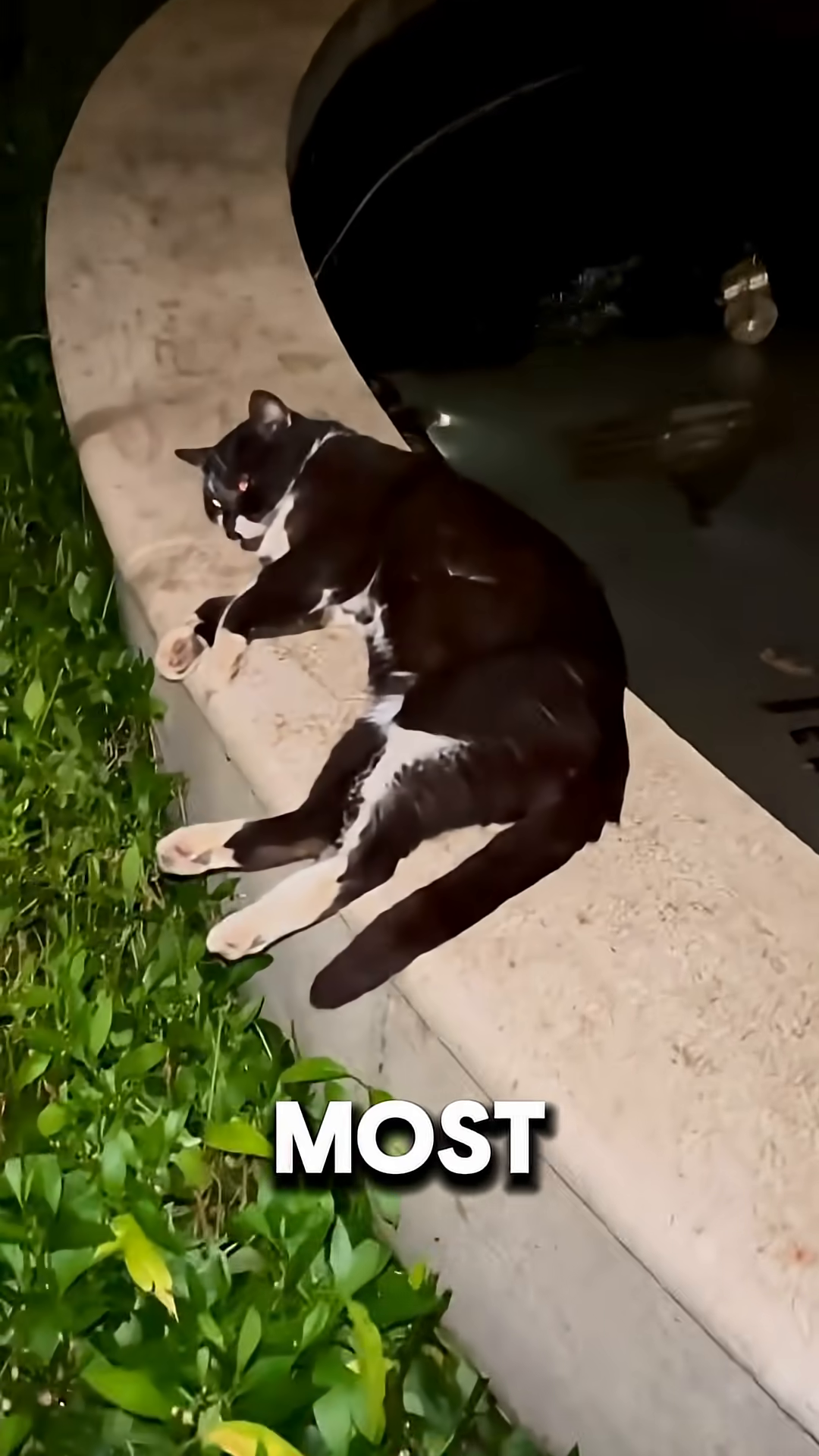 A black and white tuxedo cat lies on a curved wall, looking calm and composed.