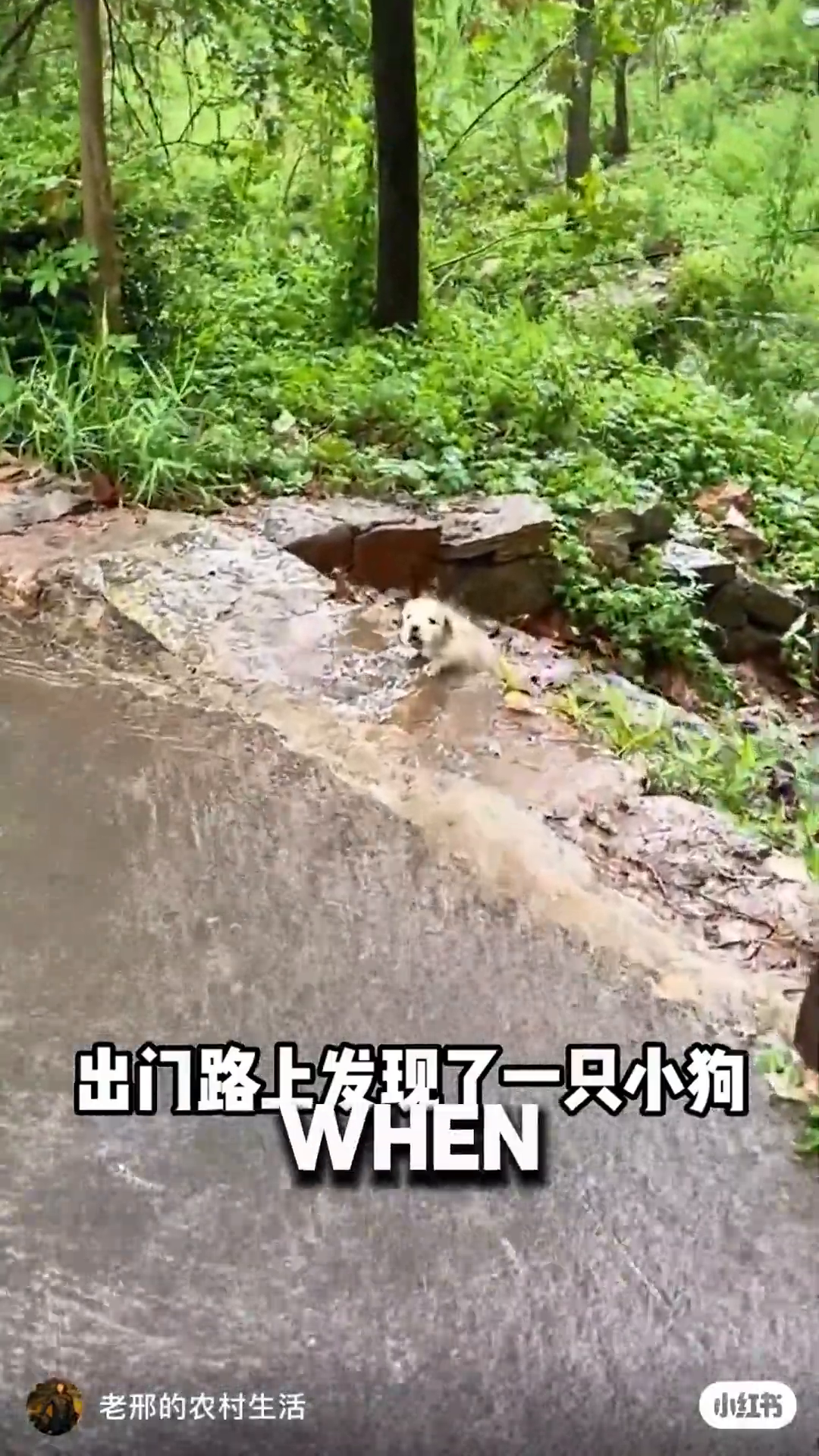 A small, wet, light-colored puppy is sitting on the side of a wet road, looking scared.