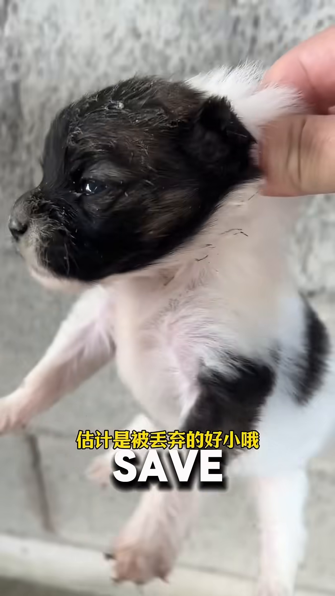 A small, black and white puppy shivering on the side of the road, nestled in pink fabric.