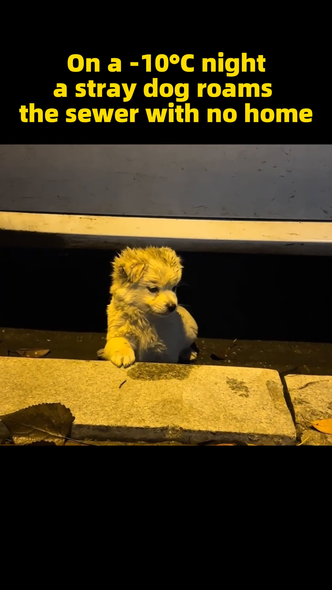 A small, fluffy white puppy with wide, sad eyes peeks out from a dark opening, looking cold and lost.