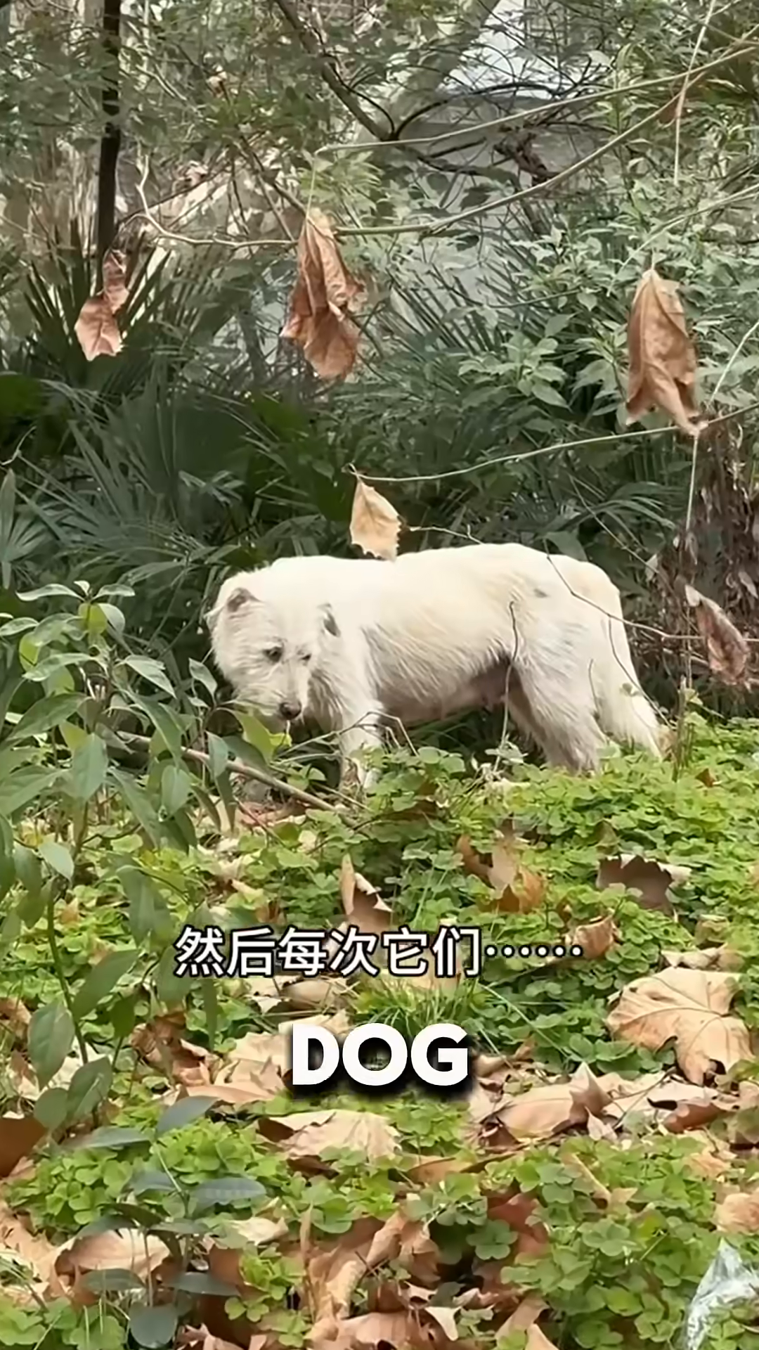 A white dog stands amidst foliage, looking weary.