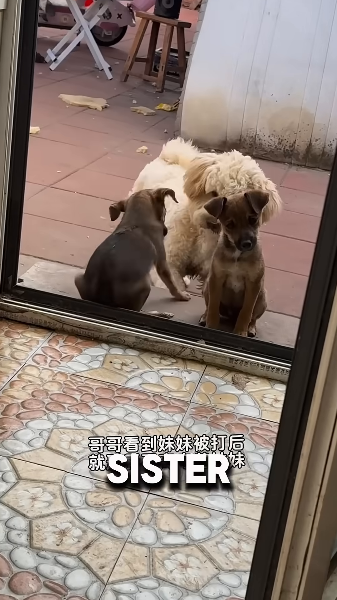A small, brown puppy huddles in a corner, looking scared.