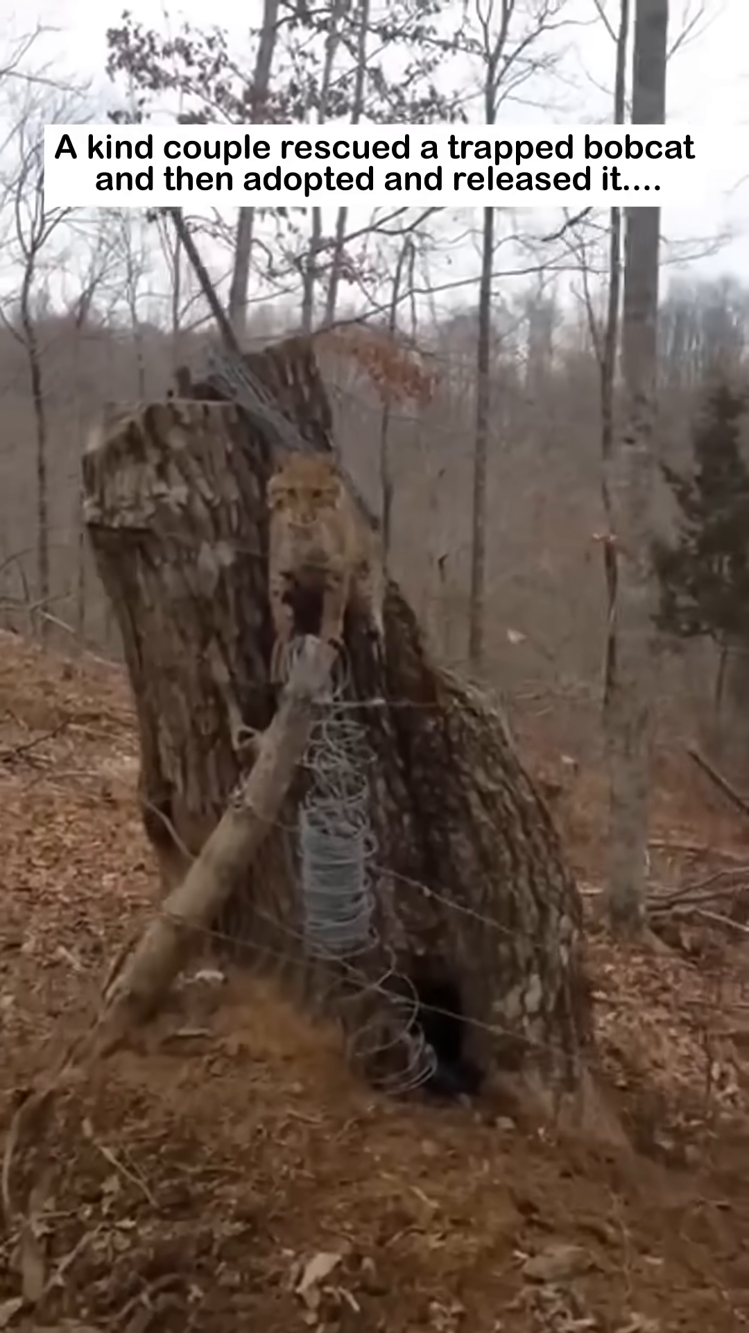 A bobcat is seen trapped, looking scared and disoriented.