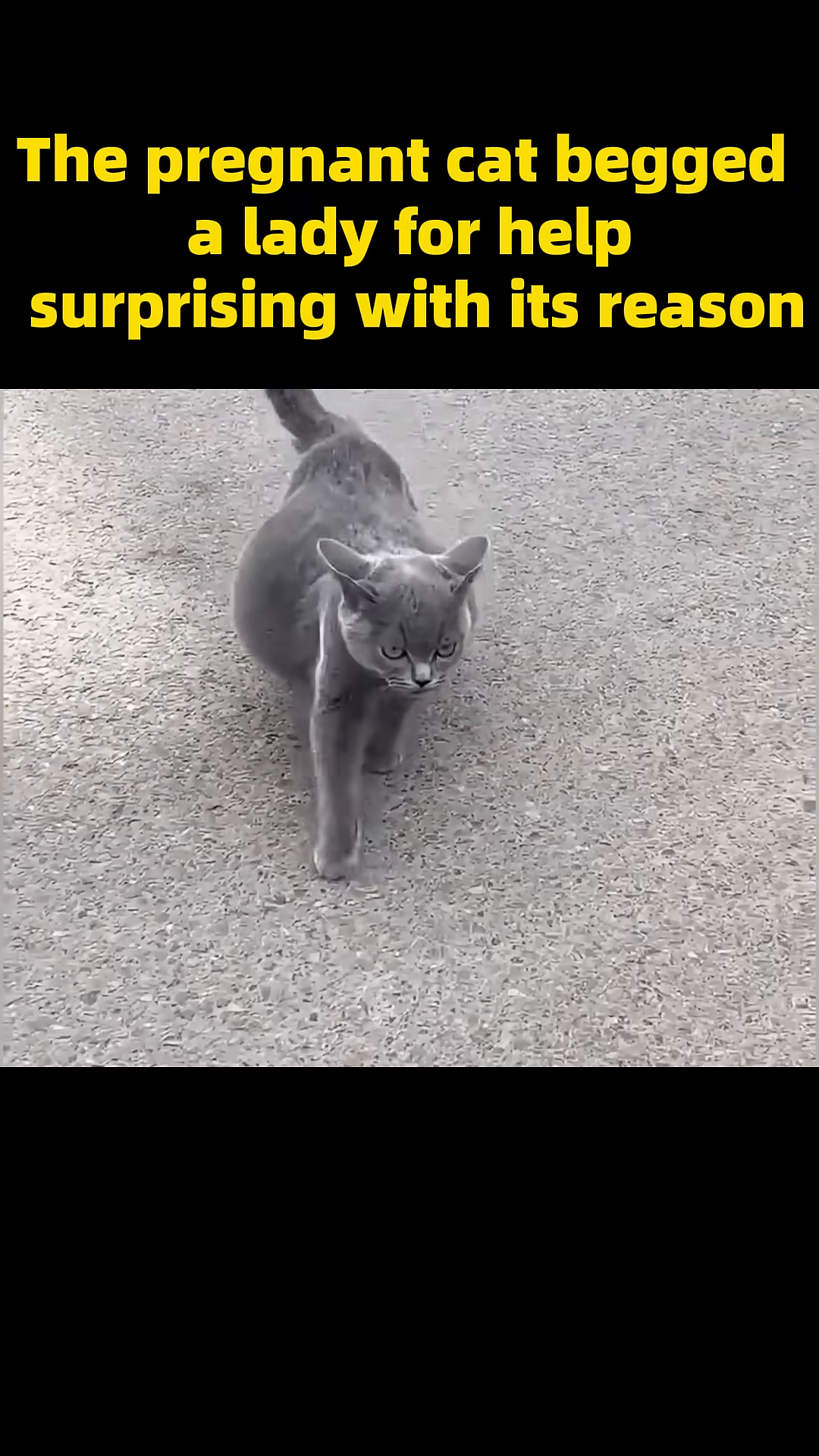 A pregnant grey cat with a large belly walks on the pavement, looking towards the camera with pleading eyes.