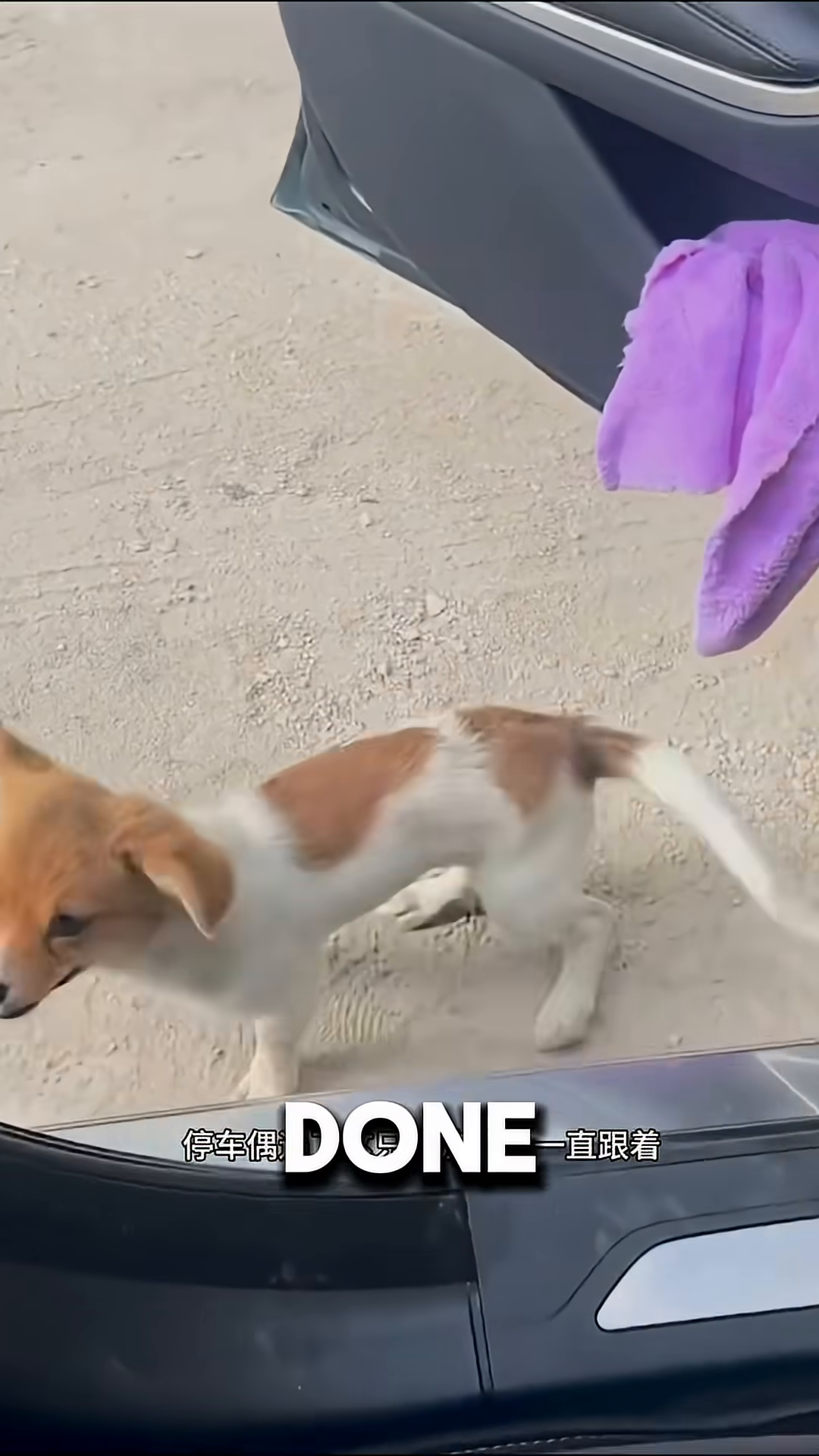 A small, tan and white puppy looks up expectantly, paws on the door sill of a car.
