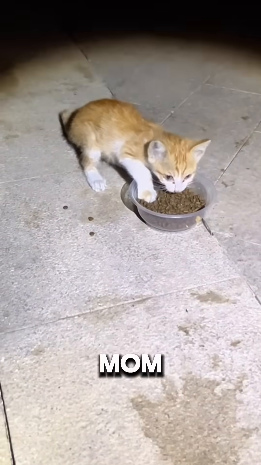 A small ginger kitten with white paws eating from a plastic bowl on a paved ground.