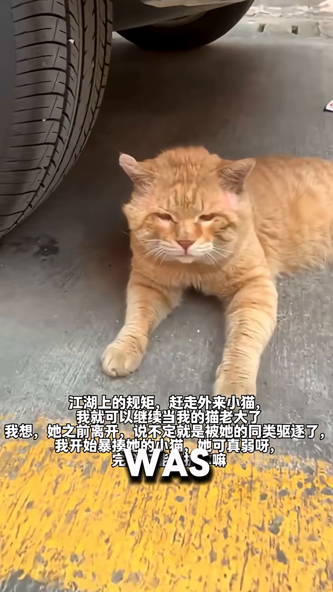 An orange cat lies on the ground with its eyes closed, looking weary.