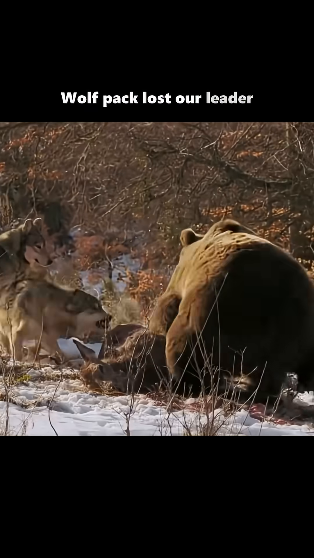 A lone wolf stands over the remains of a kill, looking determined.