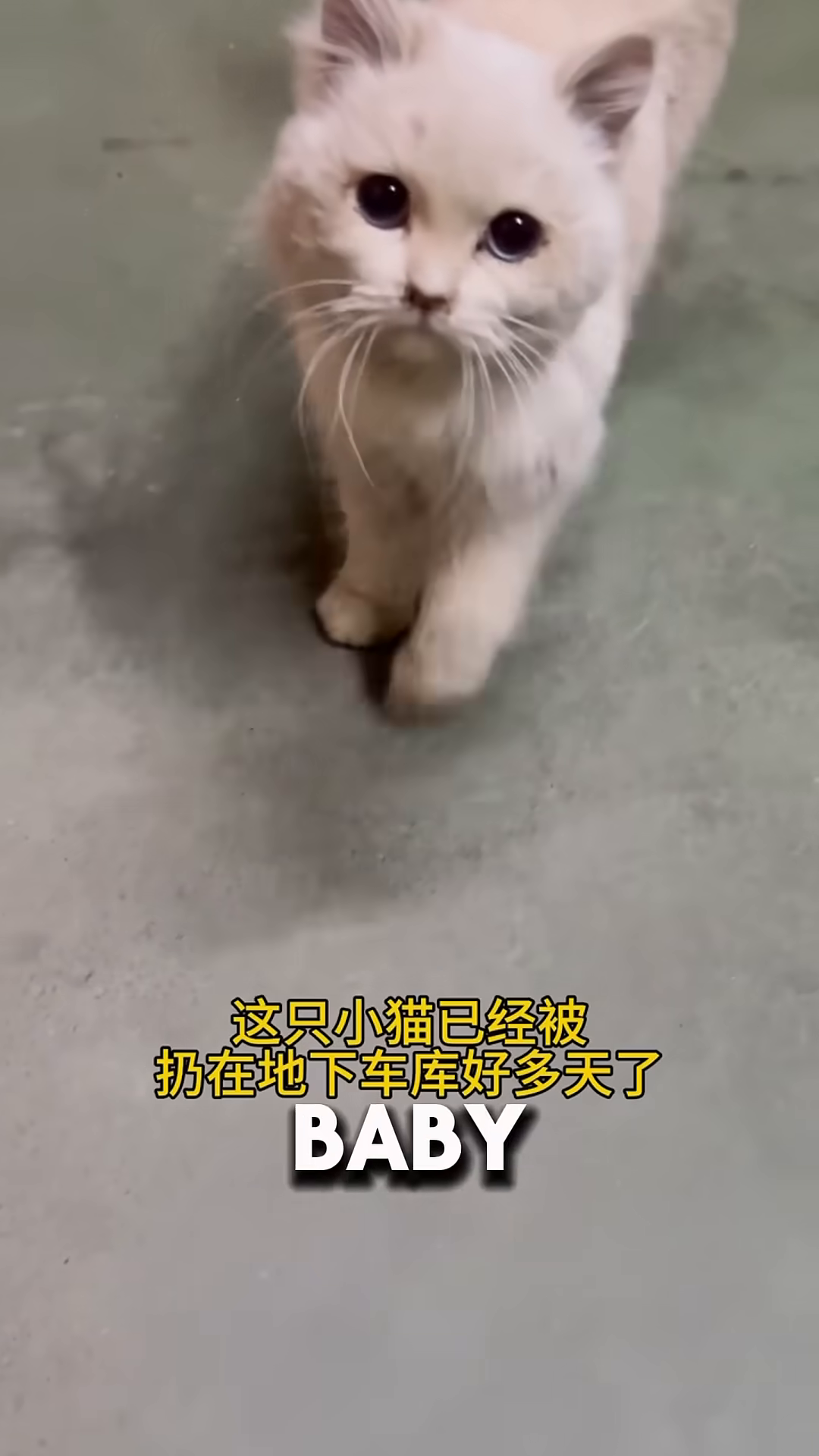A fluffy white cat with sad eyes looks directly at the camera, standing on a concrete floor.