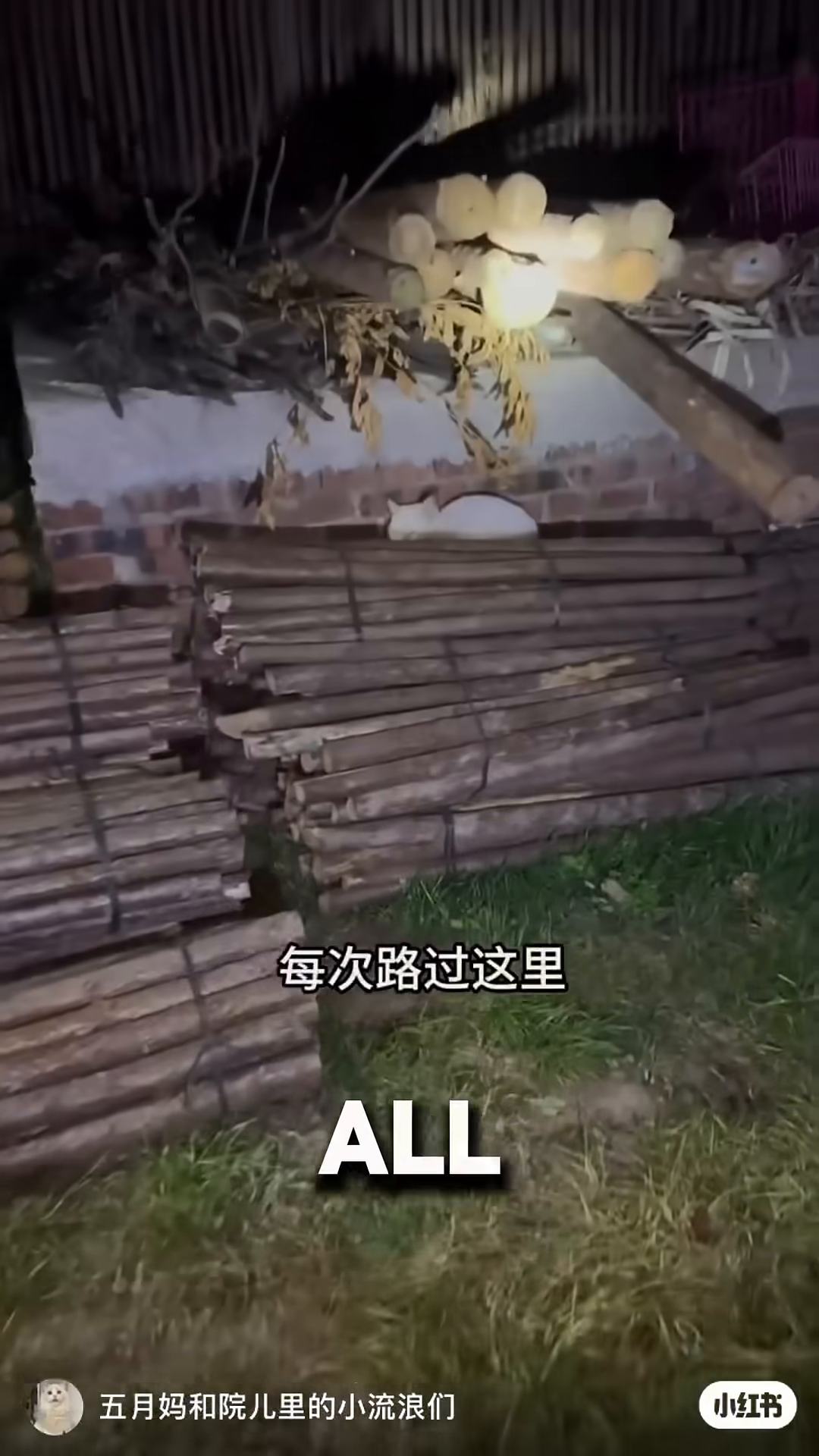 A lone white cat rests on a pile of logs, looking isolated.