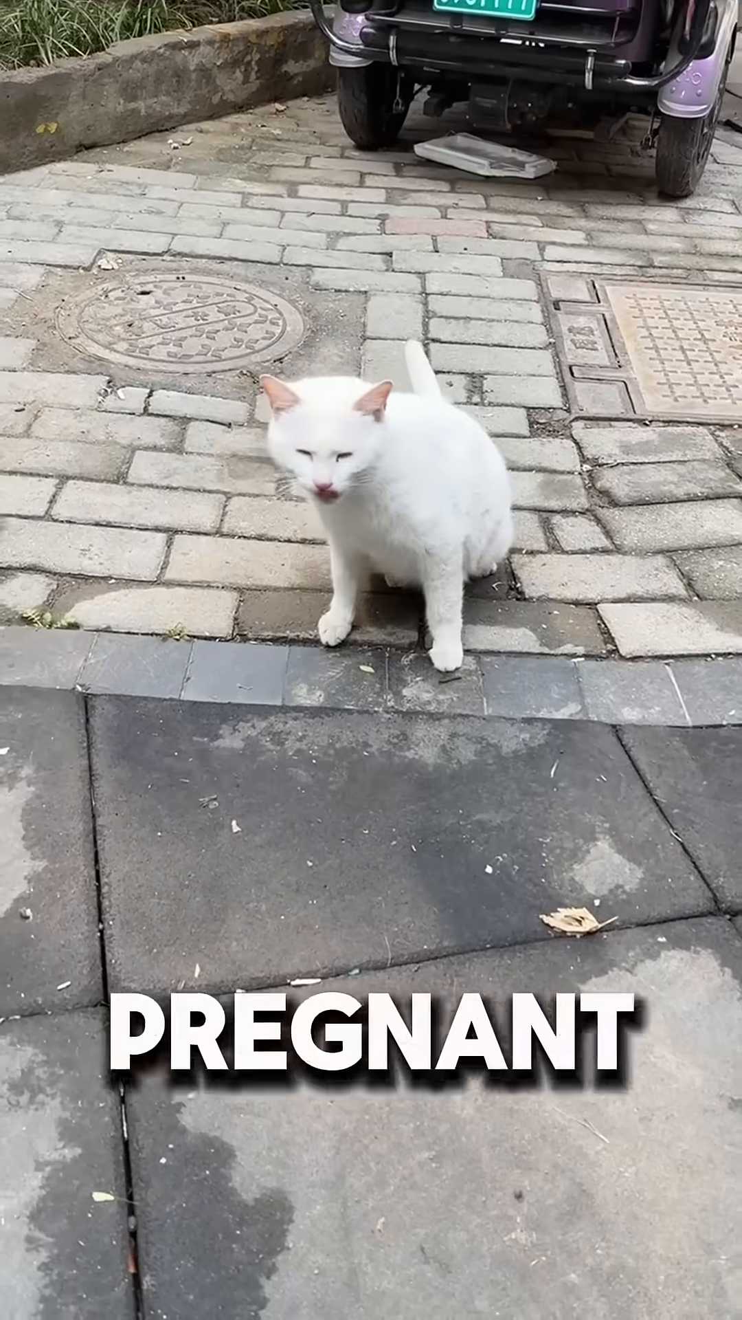 A white pregnant cat sits on the pavement, looking towards the camera with a pleading expression.