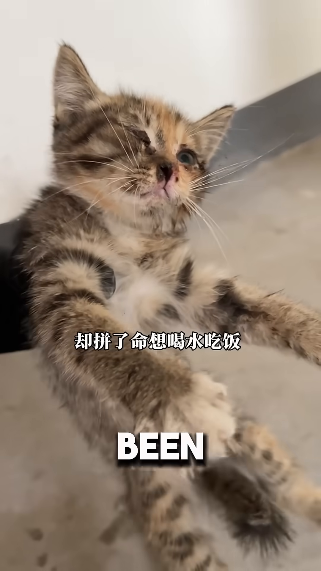 A tiny, frail kitten lies on its side, struggling to lift its head.