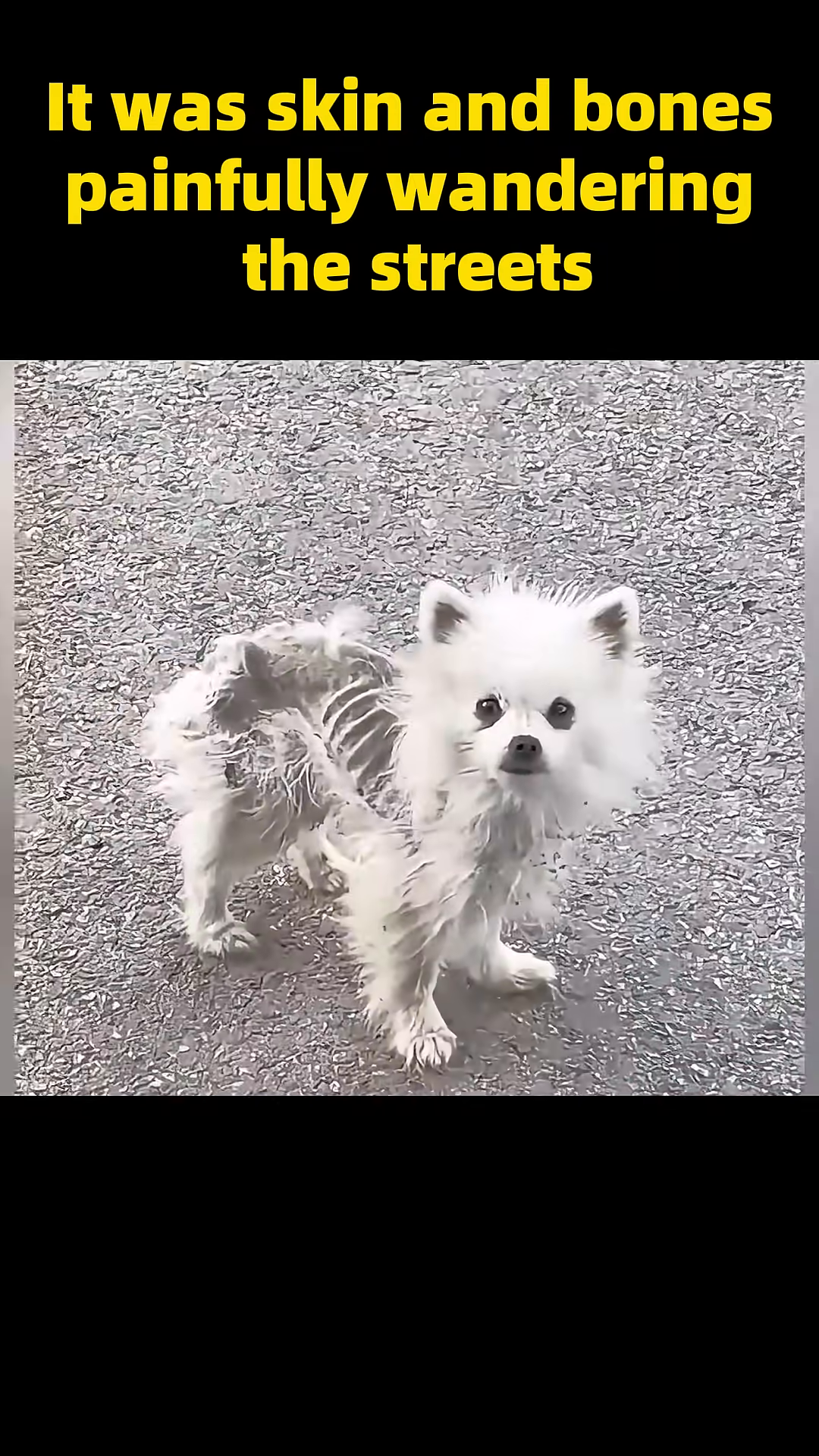 A tiny, emaciated dog with visible ribs walks alone on a street.