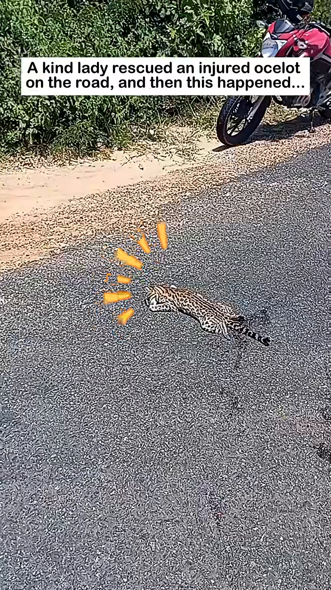 An injured ocelot lies on the asphalt road.