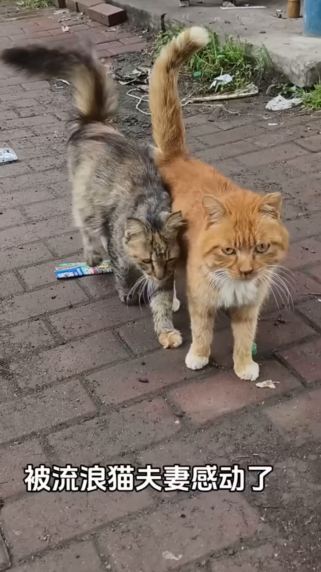 Two stray cats, an orange male and a tabby female, are seen pressed closely together, showcasing their inseparable bond.