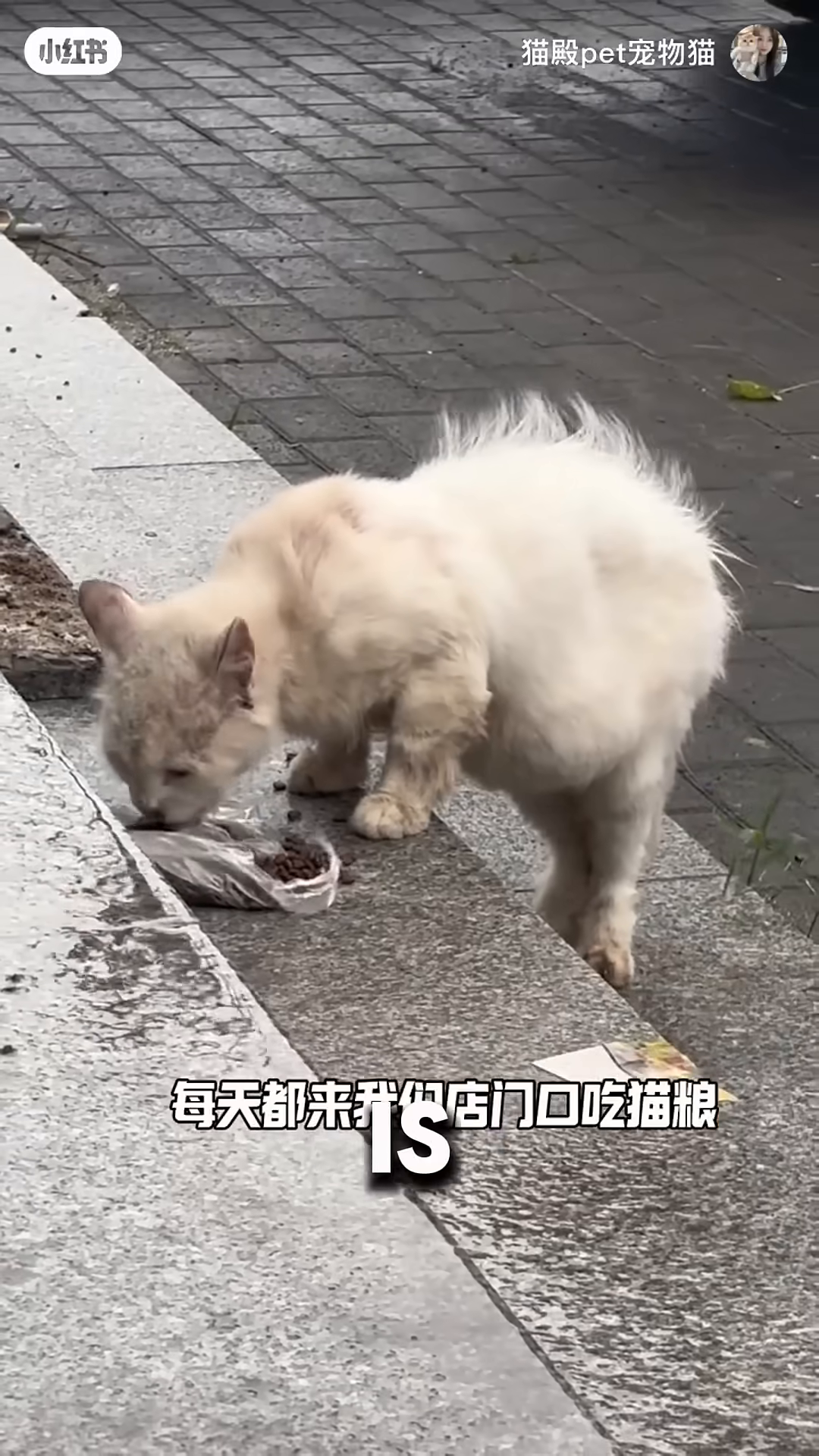 A thin, white cat with matted fur eating from a plastic bag on a wet sidewalk.