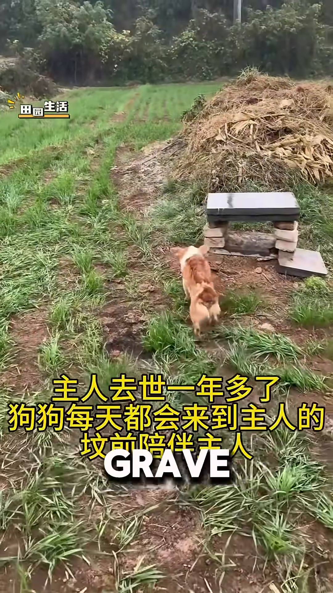 A small, brown and white dog stands near a makeshift grave marker, looking towards it.