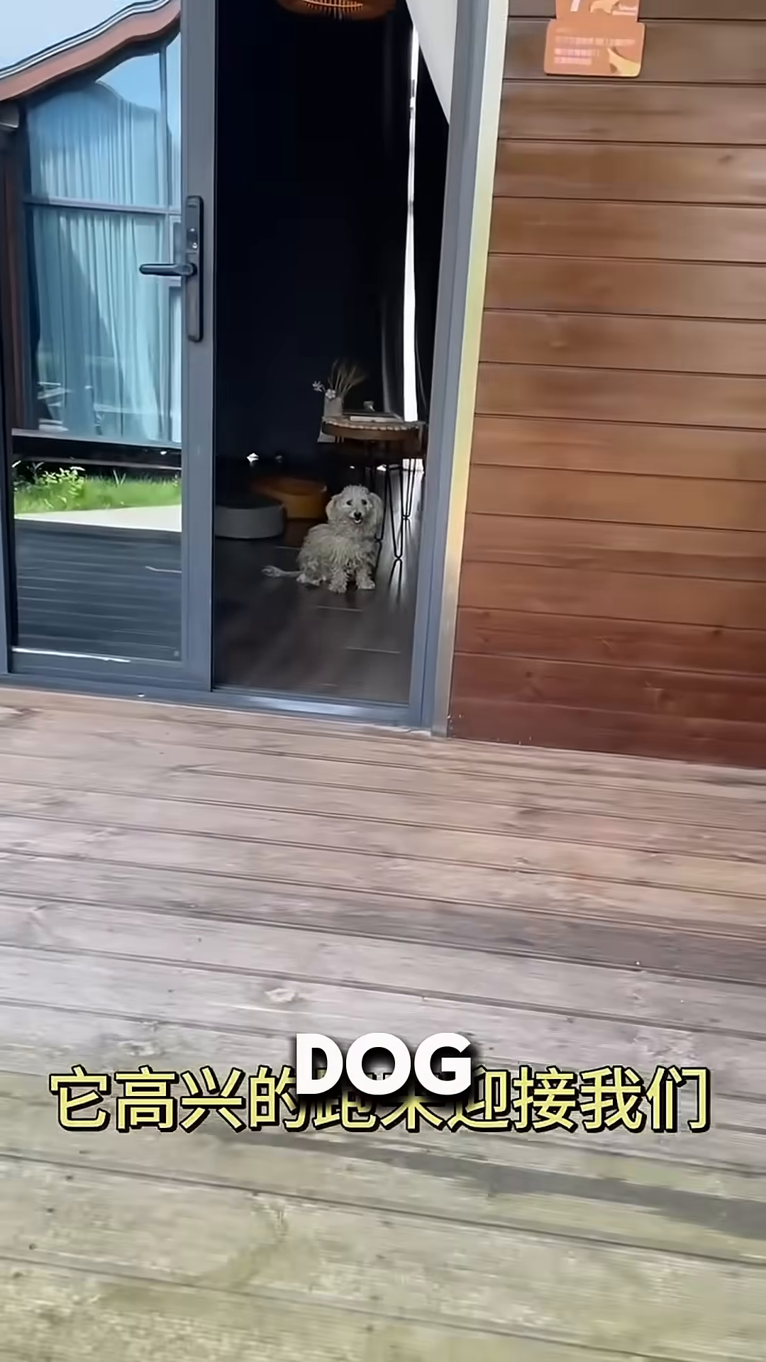 A small, scruffy white dog stands in an open doorway, looking into a room.