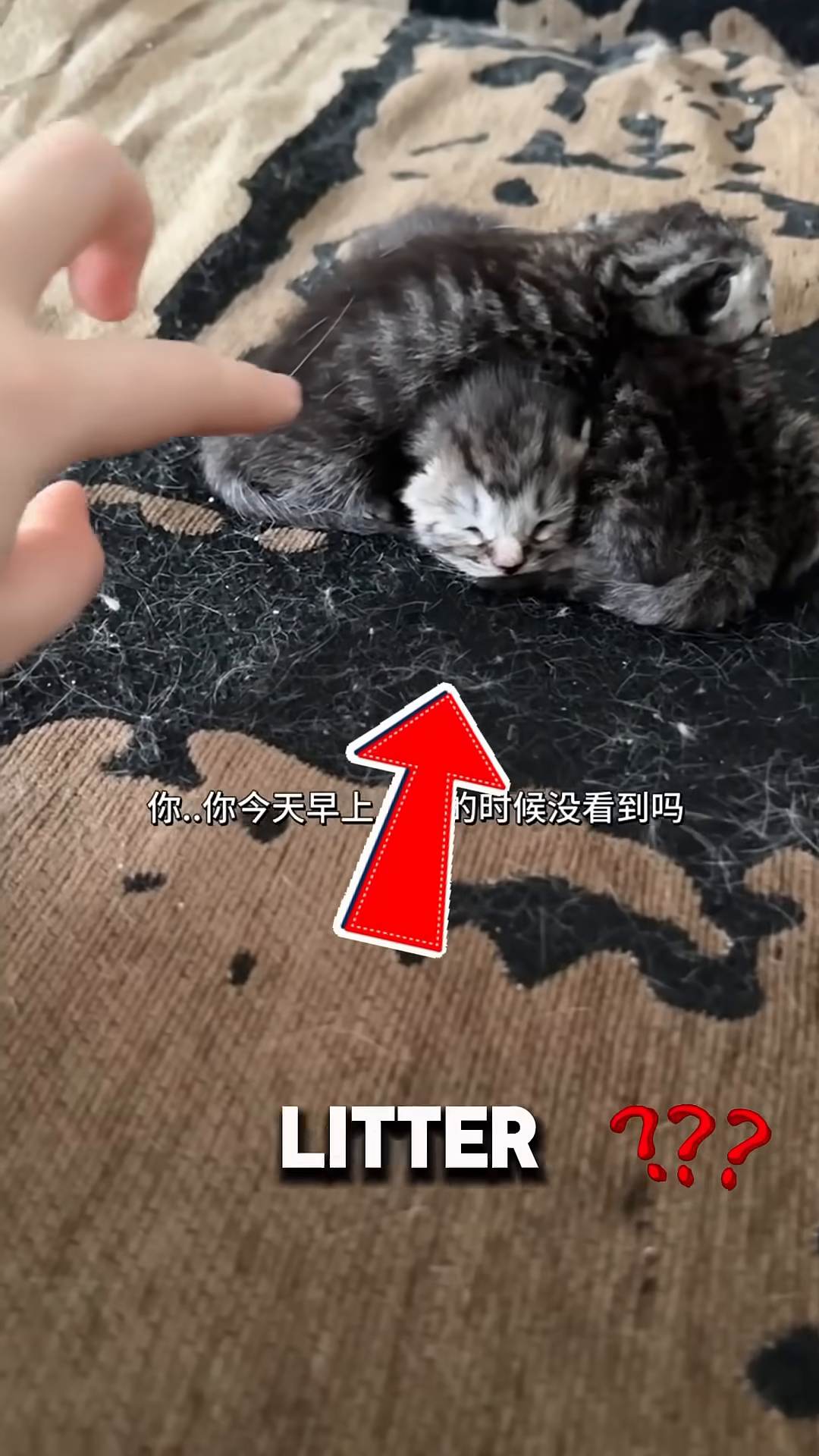 A close-up of three tiny, fluffy kittens sleeping soundly, piled on top of each other on a patterned sofa.