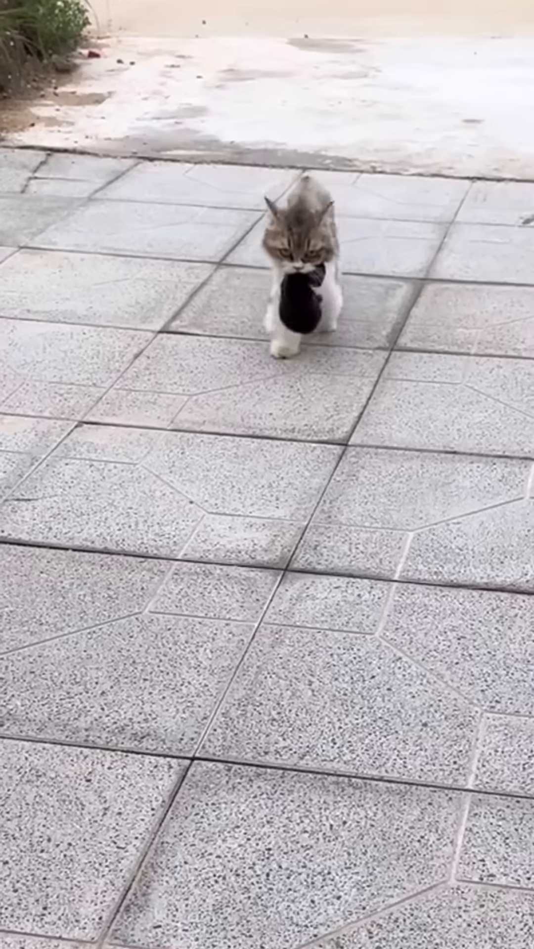 A mother cat with her kittens, looking concerned.