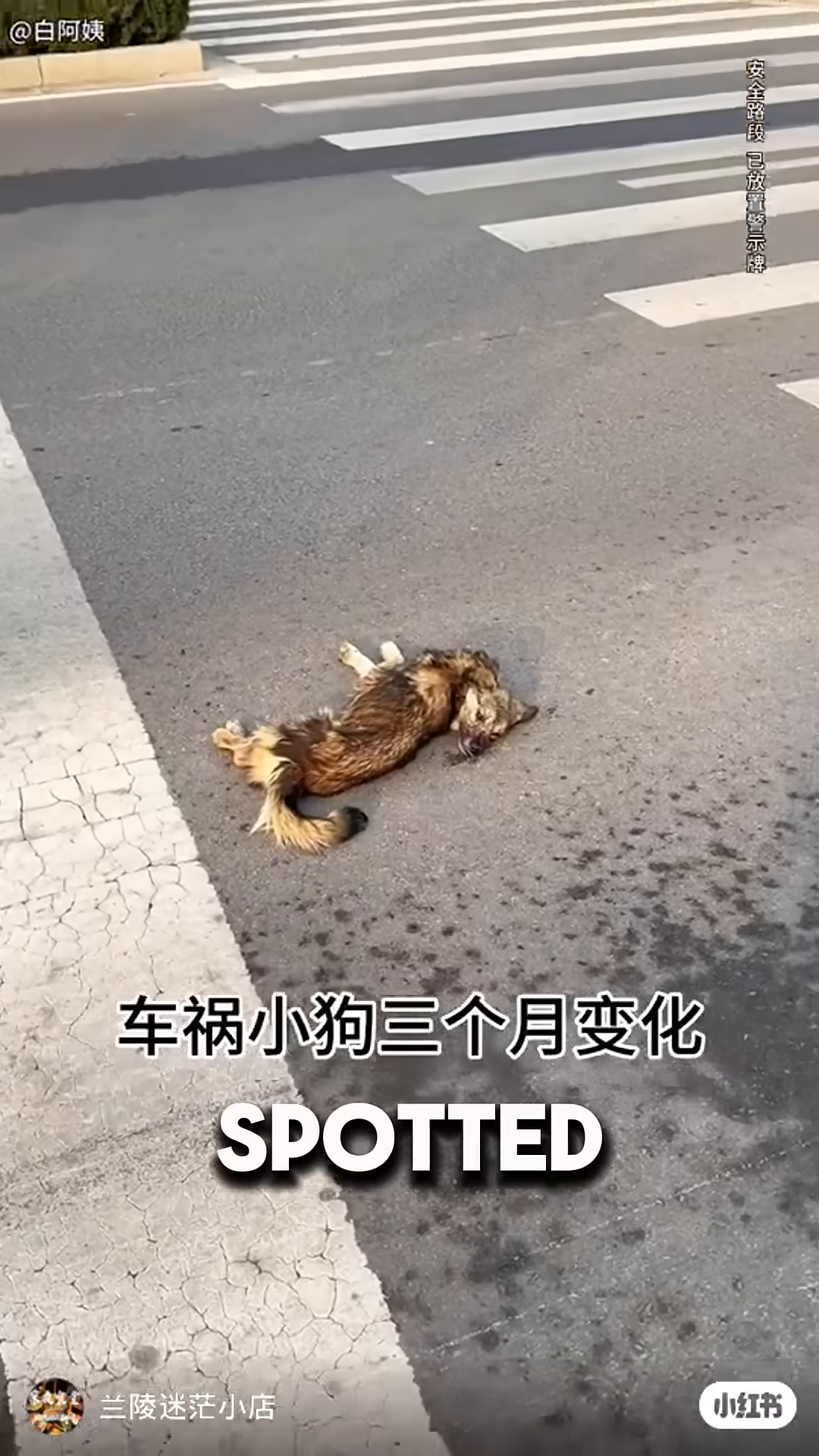 A dog lies on the road, appearing lifeless.