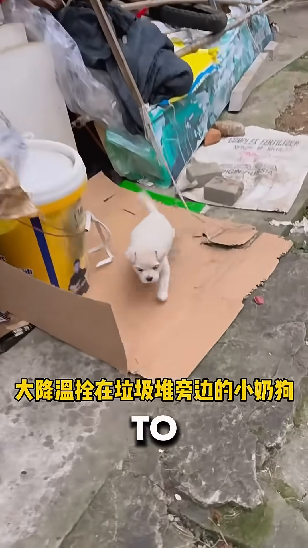 A small, white puppy sits alone on a piece of cardboard next to a pile of garbage.