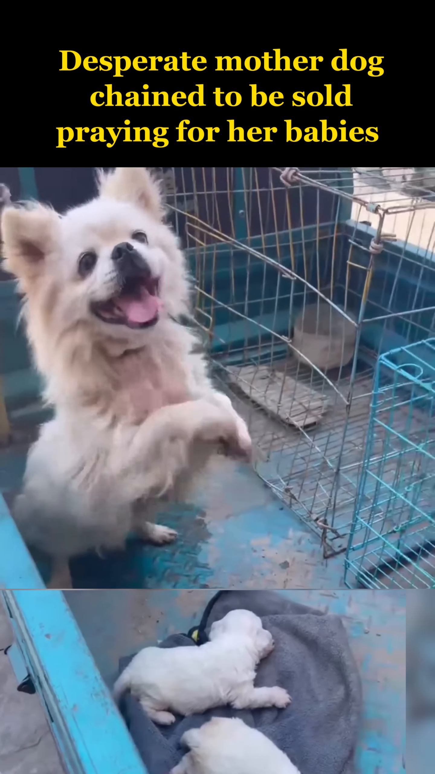 A fluffy white mother dog with pleading eyes, standing on her hind legs, chained in a cart.