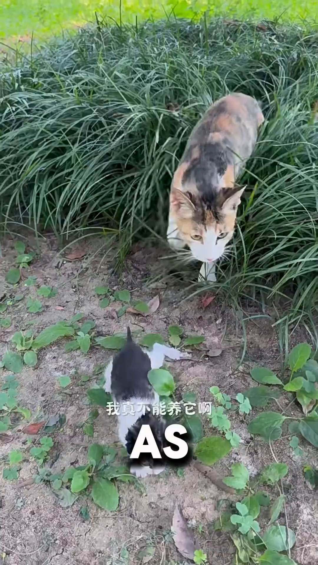 A calico mother cat nudges her tiny black and white kitten towards a person's leg.