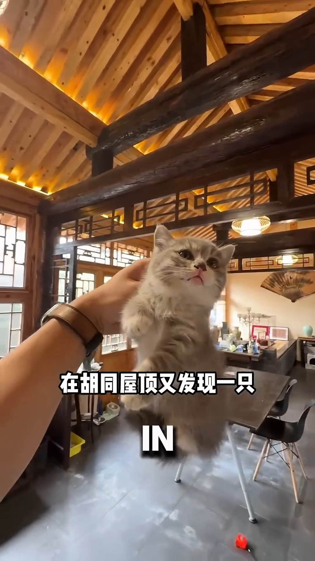A person's hand gently petting a small, grey kitten standing on its hind legs, looking up.