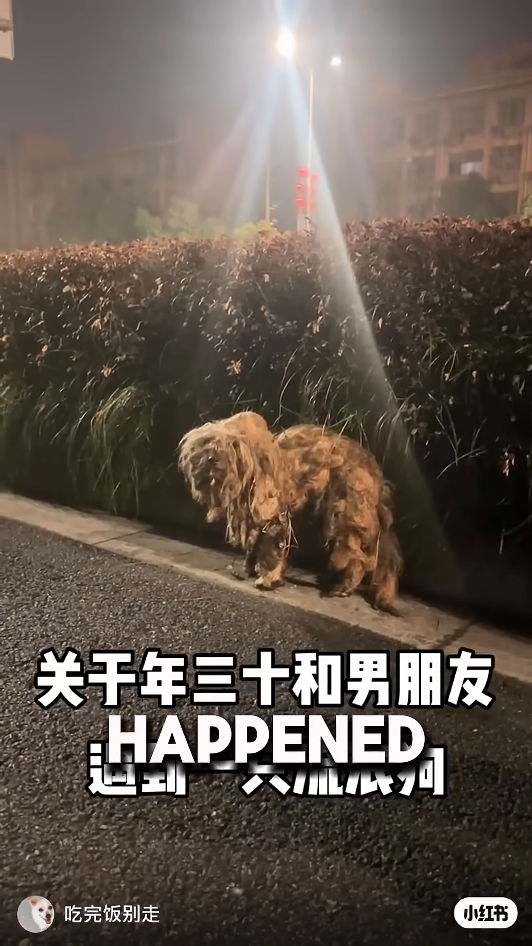 A severely matted and emaciated dog stands by the side of the road at night.
