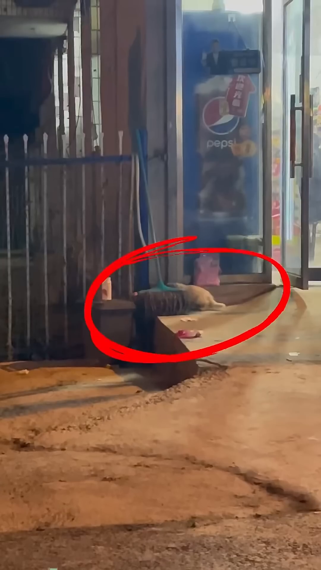 A small, fluffy kitten is seen rummaging through trash near a store entrance.