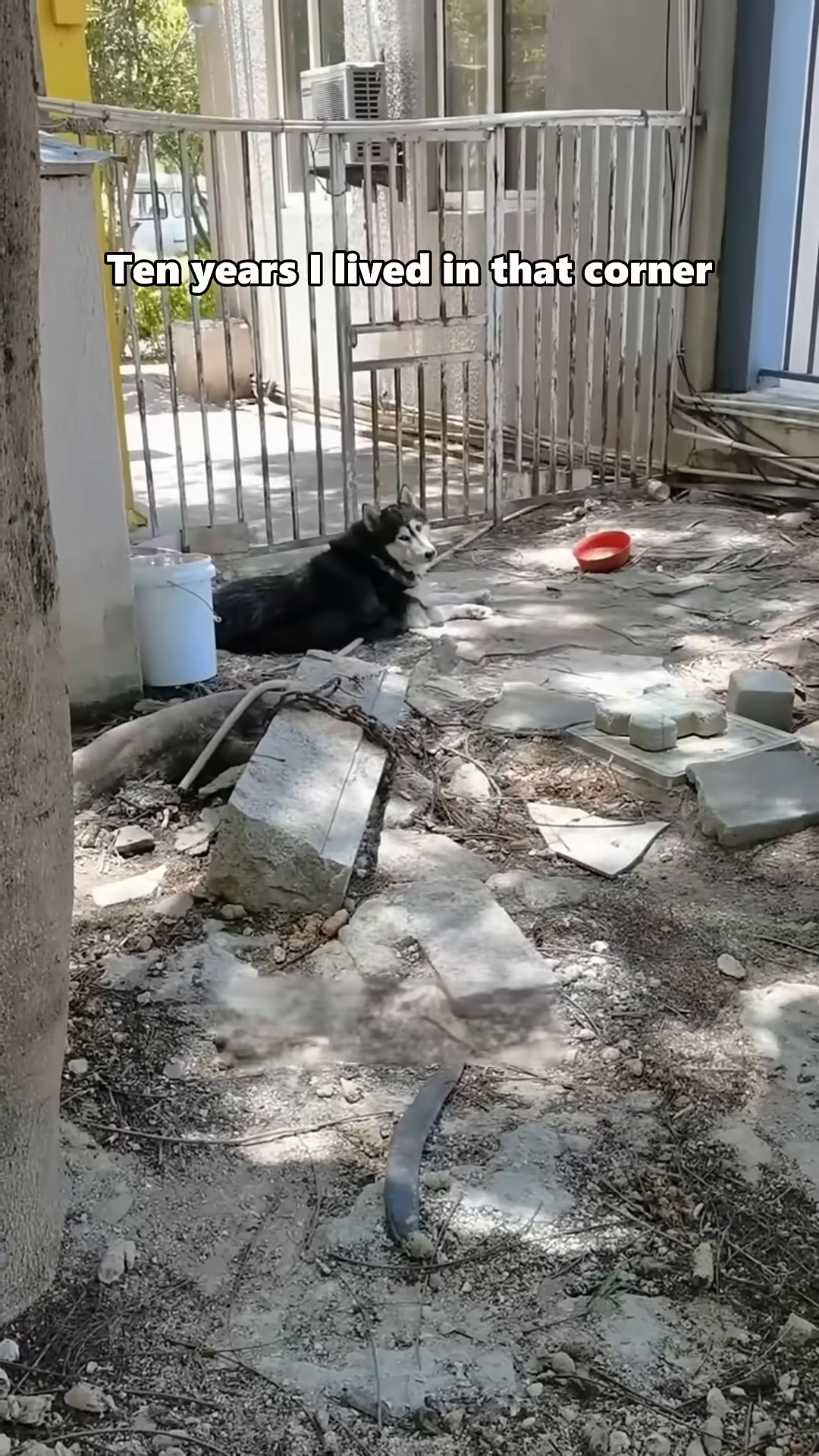 A husky lies chained in a desolate corner, looking wary.