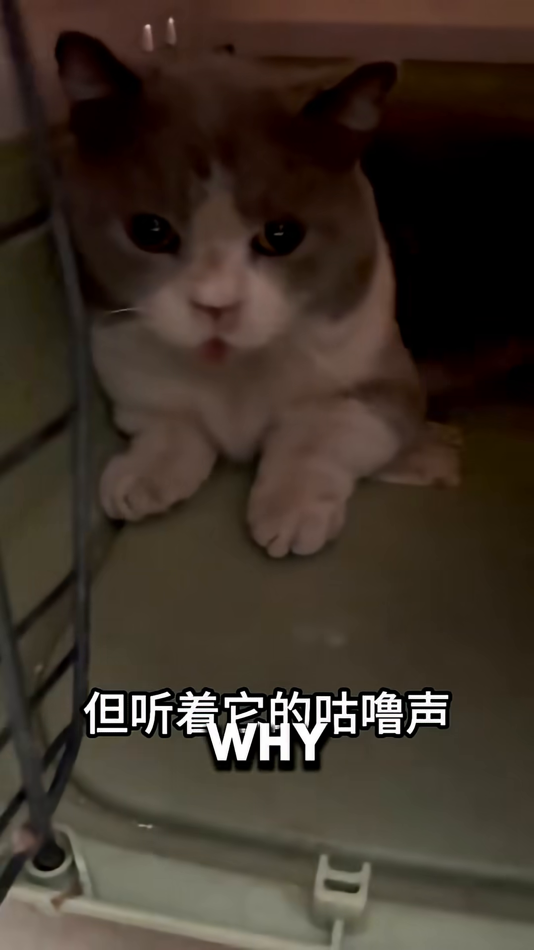 A close-up of a sad-looking cat with grey and white fur, sitting in a carrier, its eyes wide with confusion.