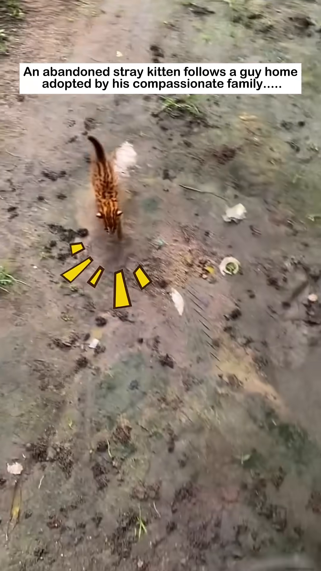 A small, spotted kitten with bright eyes walks on muddy ground, looking lost.
