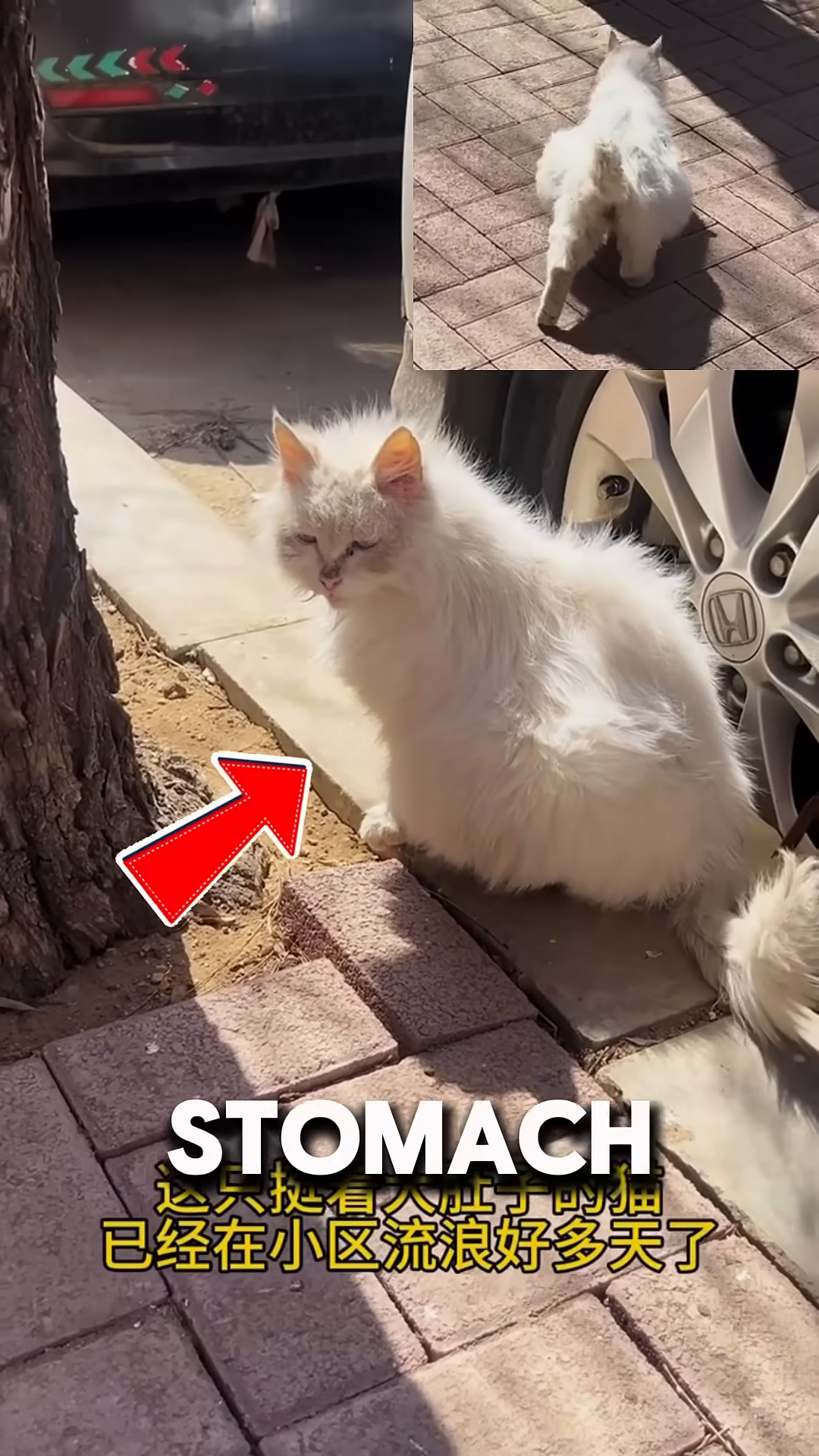 A fluffy white cat sits on the sidewalk, her belly appearing noticeably distended.