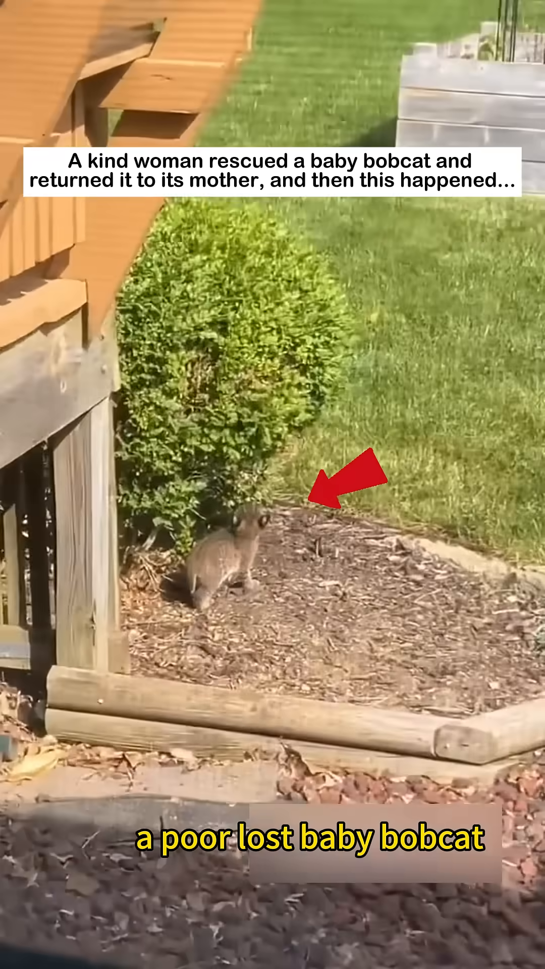 A small, spotted bobcat kitten is seen alone in a garden bed, looking uncertain.