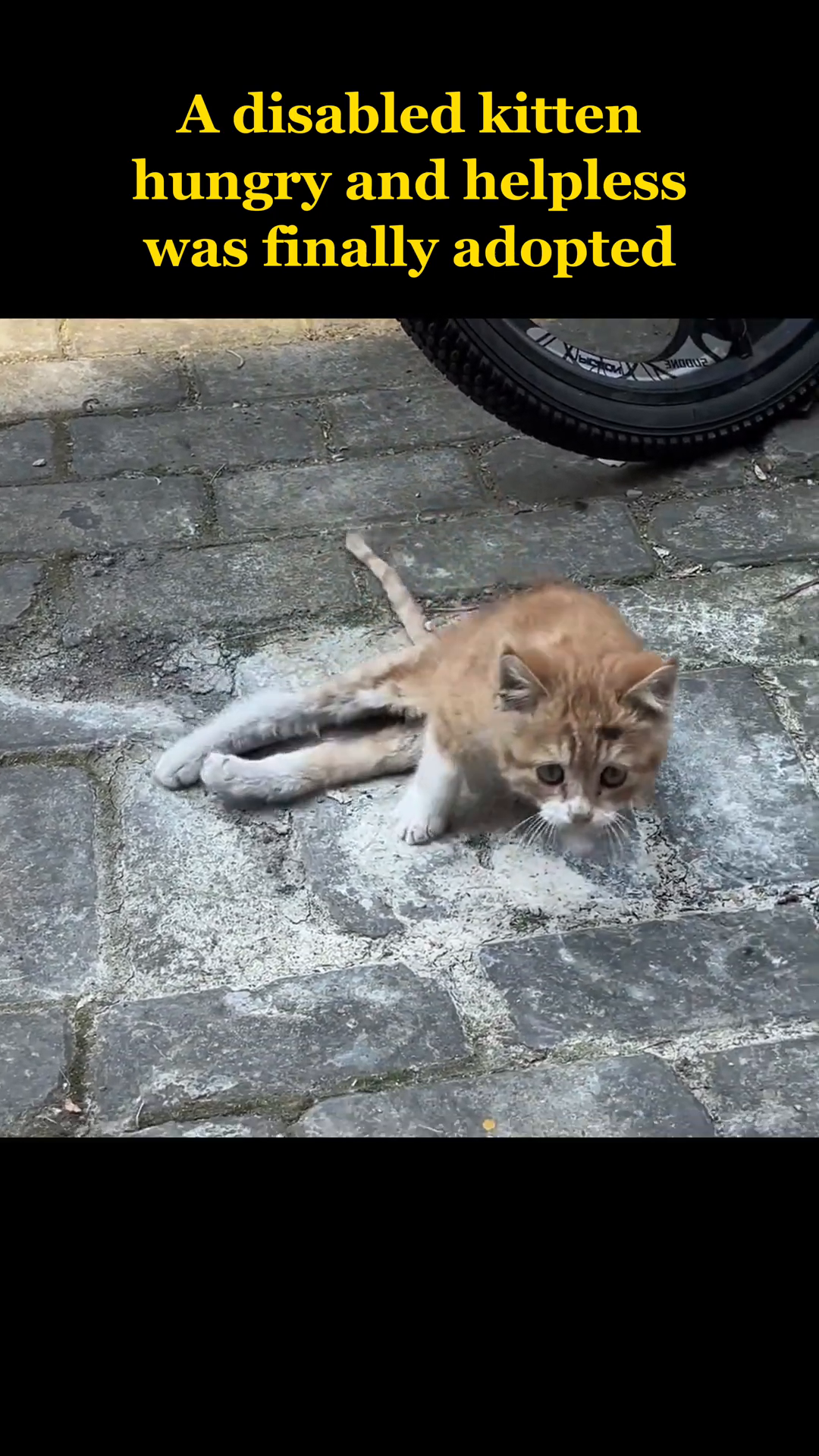 A small, ginger kitten with visibly atrophied hind legs is lying on a brick-patterned ground, looking distressed.