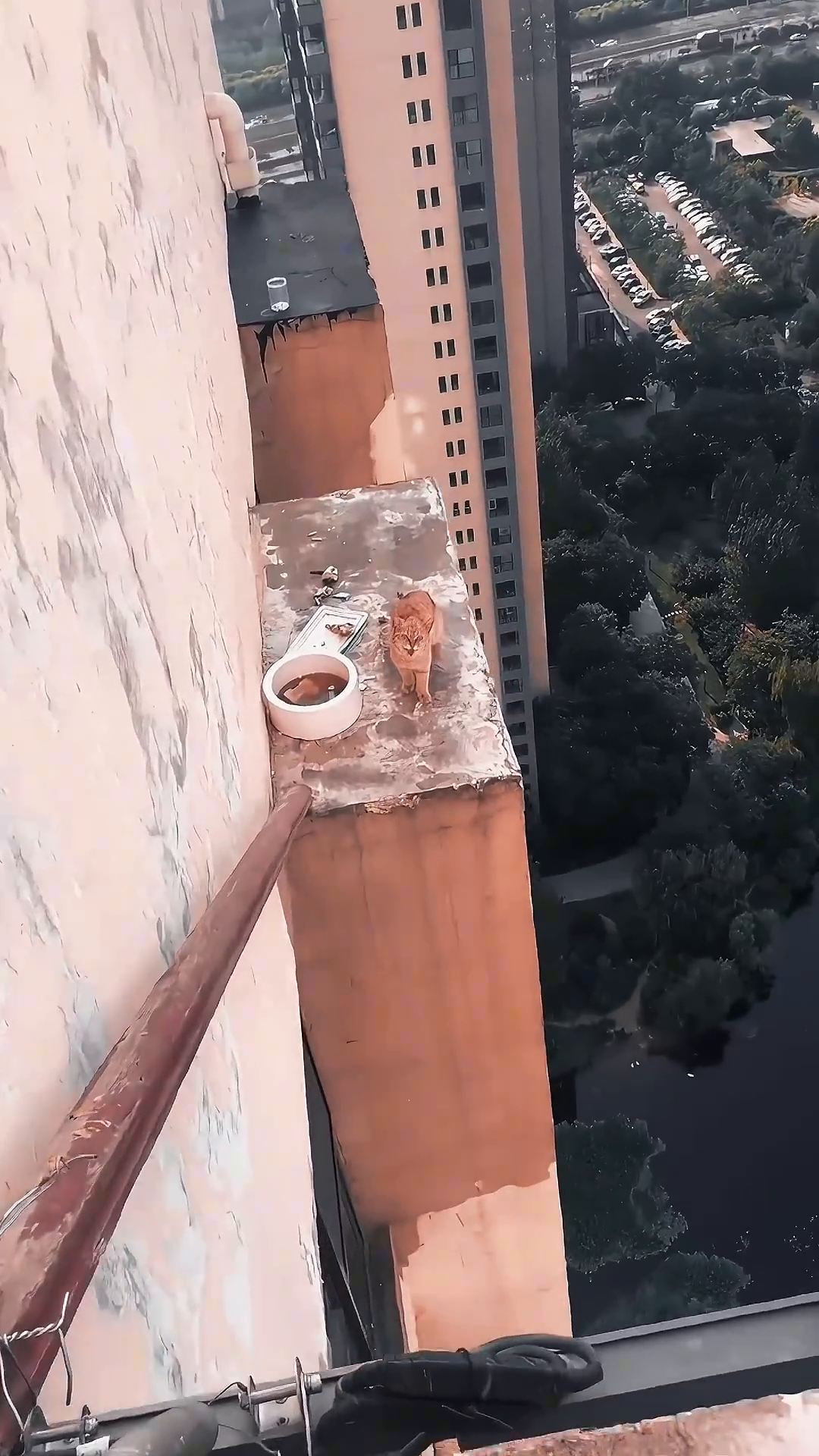 A ginger cat sits on a narrow concrete ledge high up on the side of a building, looking down.