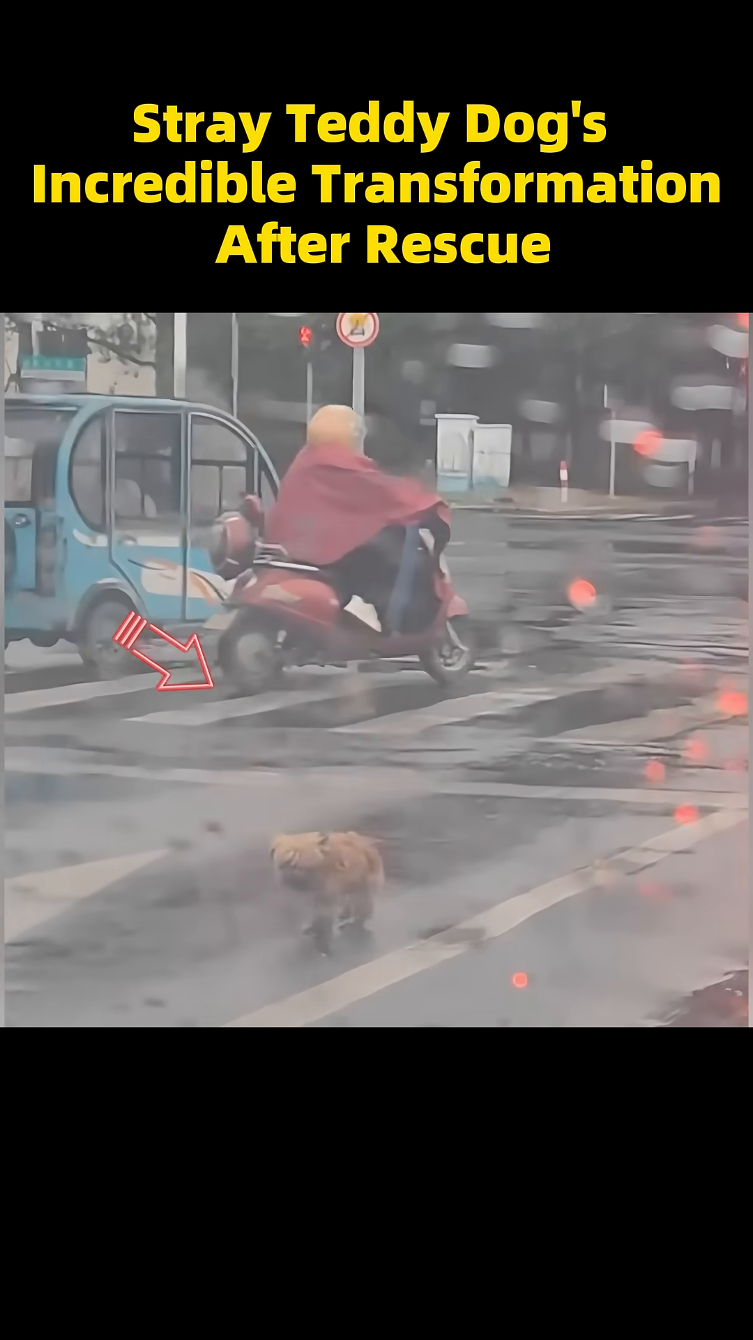 A small, fluffy teddy dog walks alone on a wet, busy street.