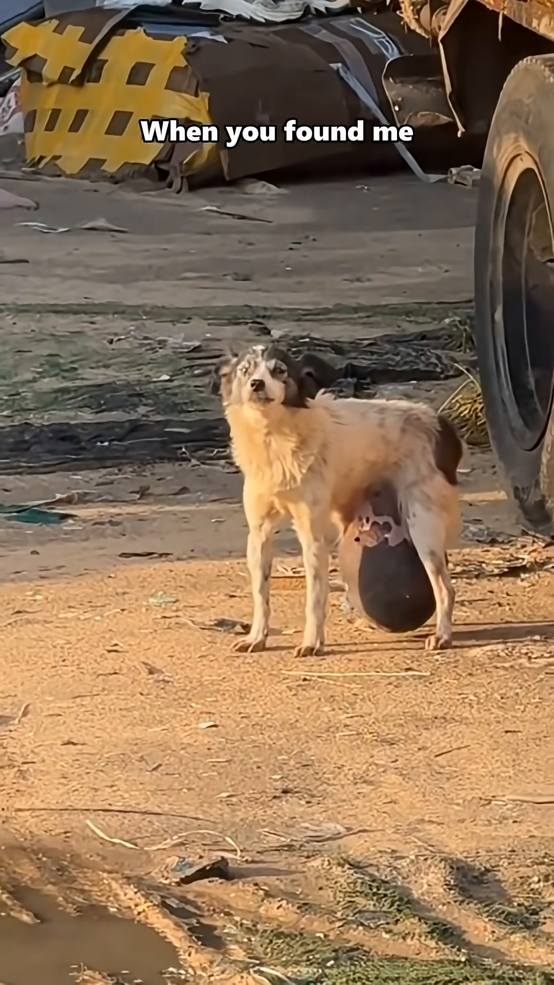 A scruffy dog stands warily, its body language conveying deep-seated fear and distrust.