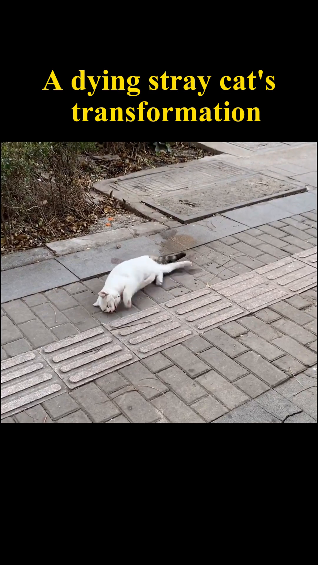 A white cat lies listlessly on the pavement, appearing weak and injured.