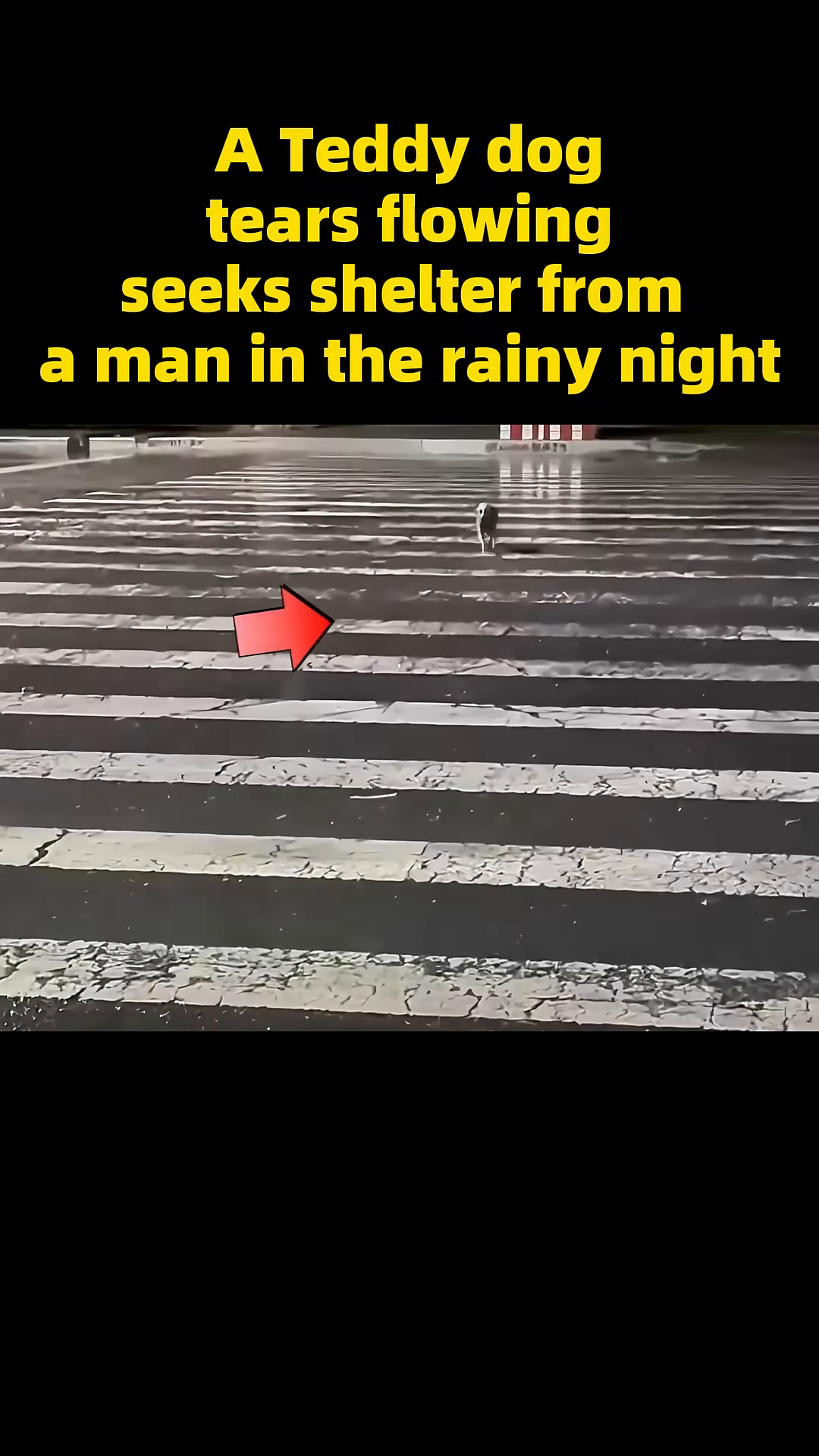 A small, wet teddy dog stands alone on a wet street, looking lost and sad.