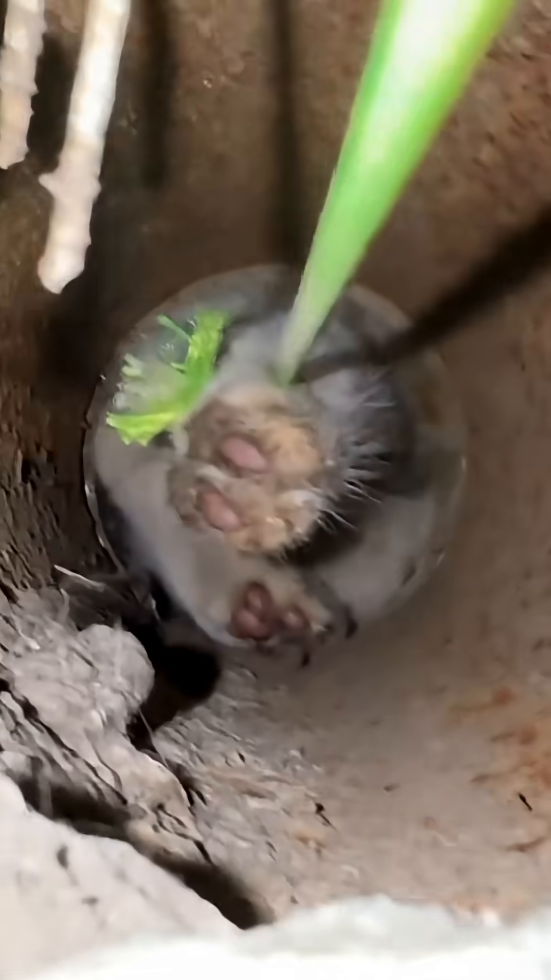 A kitten's paws and face visible in a dark pipe.