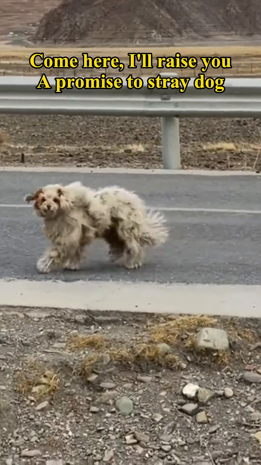 A scruffy, matted stray dog walking alone on a paved road with mountains in the background.